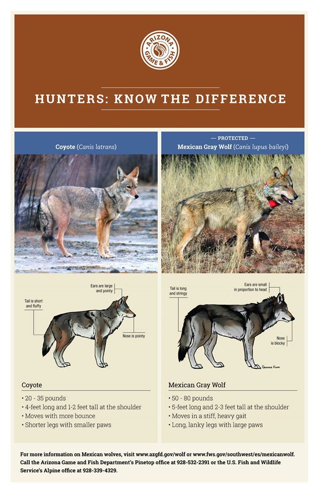 AZGFD coyote Mexican wolf comparison graphic