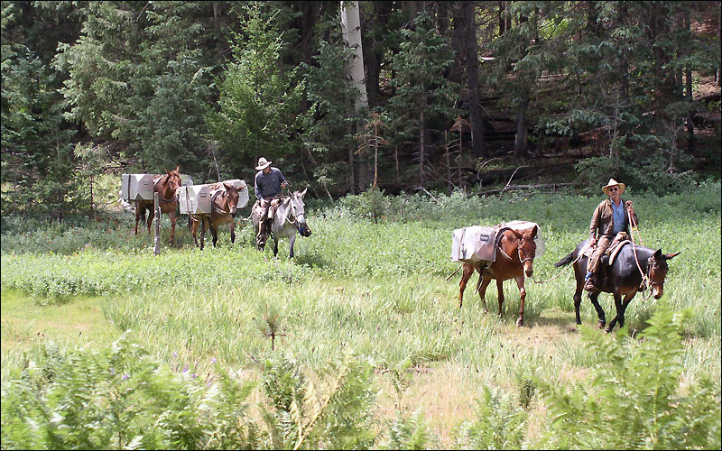 Aspen Pack Translocation by USFWS