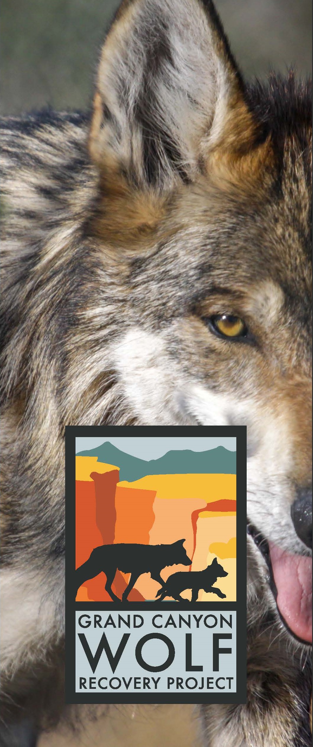 Grand Canyon Wolf Recovery Final 02132019 brochure cover