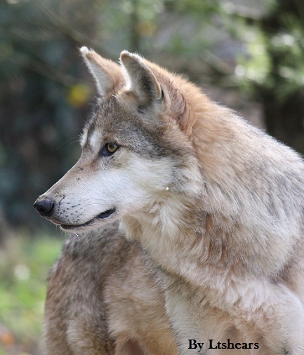 Mexican wolf photo by Ltshears