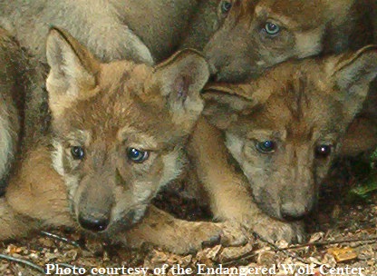 Mexican wolf pups by Endangered Wolf Center