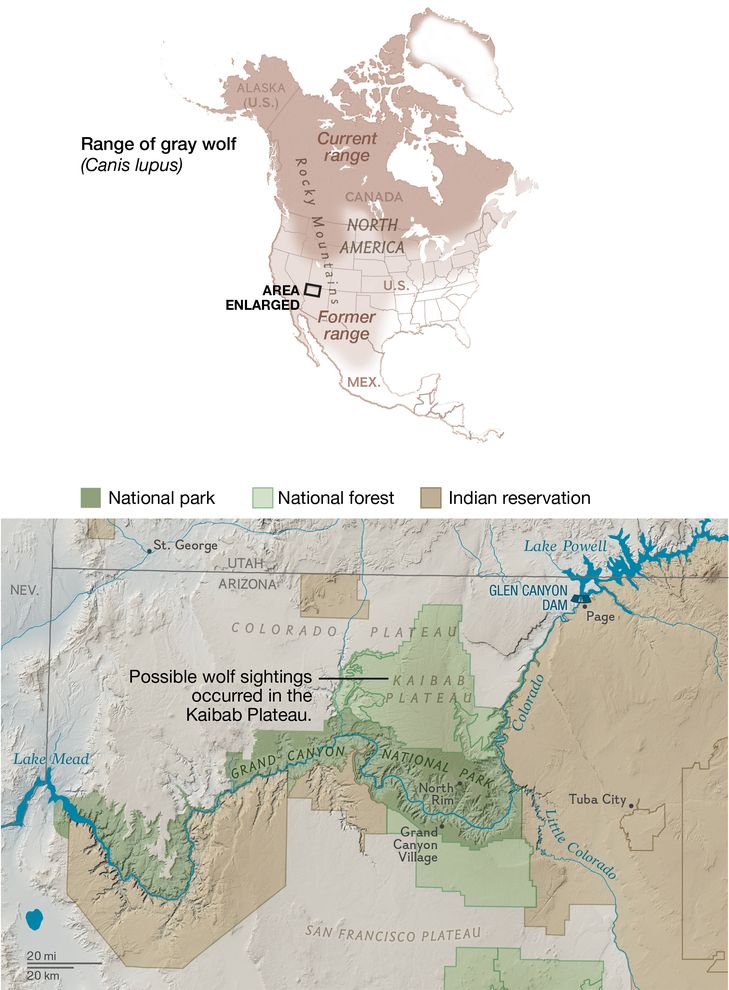 wolf range map for N America