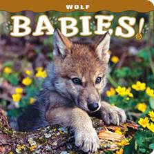 Wolf Babies book cover